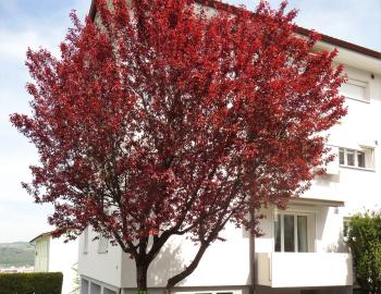 Sehr schöne 3.5 Zimmerwohnung an ruhiger Lage in Beinwil am See - Bild# 11